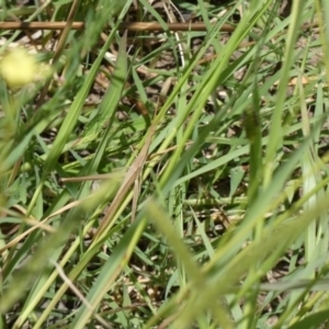 Acrida conica at Molonglo Valley, ACT - 6 Feb 2022