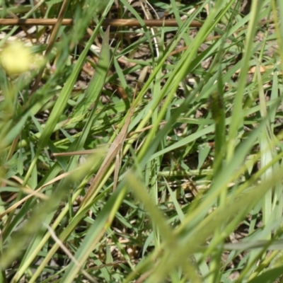 Acrida conica (Giant green slantface) at Molonglo Valley, ACT - 6 Feb 2022 by Birdy