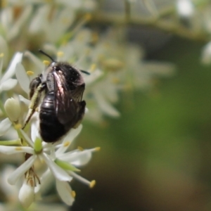 Leioproctus sp. (genus) at Cook, ACT - 5 Feb 2022