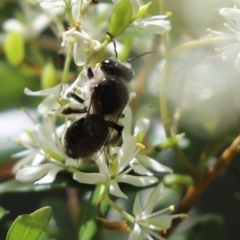 Leioproctus sp. (genus) at Cook, ACT - 5 Feb 2022