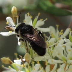 Leioproctus sp. (genus) at Cook, ACT - 5 Feb 2022