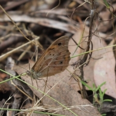 Heteronympha merope (Common Brown Butterfly) at Cook, ACT - 5 Feb 2022 by Tammy