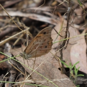 Heteronympha merope at Cook, ACT - 5 Feb 2022