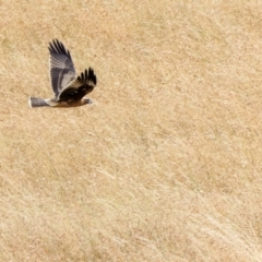 Hieraaetus morphnoides (Little Eagle) at Murrumbateman, NSW - 5 Feb 2022 by pjpiper