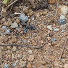 Turneromyia sp. (genus) (Zebra spider wasp) at Molonglo Valley, ACT - 6 Feb 2022 by Birdy