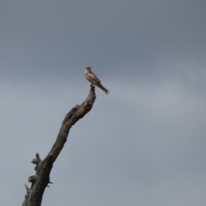 Falco cenchroides at Molonglo Valley, ACT - 6 Feb 2022