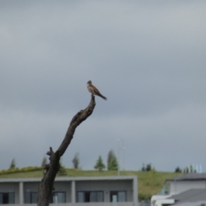 Falco cenchroides at Molonglo Valley, ACT - 6 Feb 2022