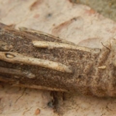 Metura elongatus (Saunders' case moth) at Mount Jerrabomberra - 6 Feb 2022 by Tmac