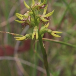 Corunastylis cornuta at Gundaroo, NSW - suppressed