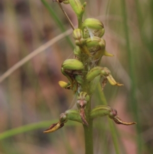 Corunastylis cornuta at Gundaroo, NSW - suppressed