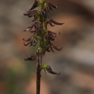 Corunastylis clivicola at Gundaroo, NSW - suppressed