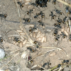 Polyrhachis ammon at Molonglo Valley, ACT - 2 Feb 2022