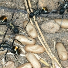 Polyrhachis ammon at Molonglo Valley, ACT - 2 Feb 2022