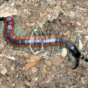 Scolopendra laeta at Molonglo Valley, ACT - 2 Feb 2022 10:44 AM