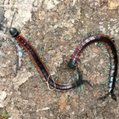 Scolopendra laeta at Molonglo Valley, ACT - 2 Feb 2022 10:44 AM