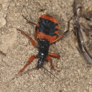 Ectomocoris patricius at Bango, NSW - 3 Feb 2022