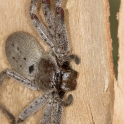 Isopeda (genus) (Huntsman Spider) at Bango, NSW - 3 Feb 2022 by AlisonMilton