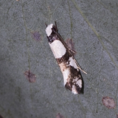 Monopis icterogastra (Wool Moth) at Bango, NSW - 3 Feb 2022 by AlisonMilton