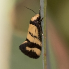 Olbonoma triptycha (Chezela Group) at Bango, NSW - 2 Feb 2022 by AlisonMilton