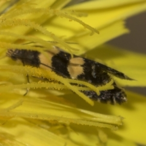 Glyphipterix chrysoplanetis at Bango, NSW - 3 Feb 2022 01:44 PM