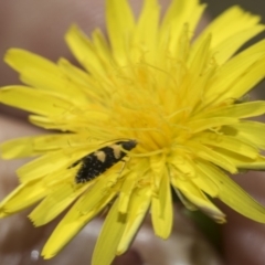 Glyphipterix chrysoplanetis at Bango, NSW - 3 Feb 2022