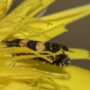 Glyphipterix chrysoplanetis at Bango, NSW - 3 Feb 2022