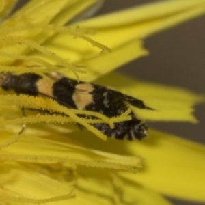 Glyphipterix chrysoplanetis at Bango, NSW - 3 Feb 2022 01:44 PM