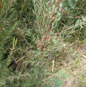 Kunzea ericoides at Molonglo Valley, ACT - 6 Feb 2022