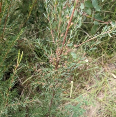 Kunzea ericoides (Burgan) at Molonglo Valley, ACT - 6 Feb 2022 by abread111