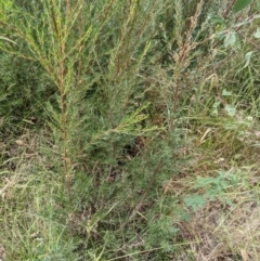 Kunzea ericoides at Molonglo Valley, ACT - 6 Feb 2022