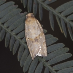 Tortricinae (subfamily) at Bango, NSW - 3 Feb 2022 10:16 AM