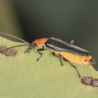 Chauliognathus tricolor (Tricolor soldier beetle) at Bango, NSW - 3 Feb 2022 by AlisonMilton