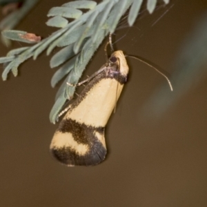 Olbonoma triptycha at Bango, NSW - 3 Feb 2022