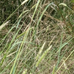 Setaria sp. (Pigeon Grass) at Molonglo Valley, ACT - 6 Feb 2022 by abread111