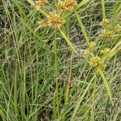 Cyperus eragrostis at Molonglo Valley, ACT - 6 Feb 2022