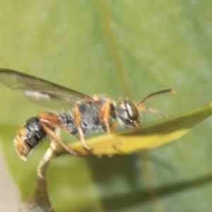 Eumeninae (subfamily) at Bango, NSW - 3 Feb 2022