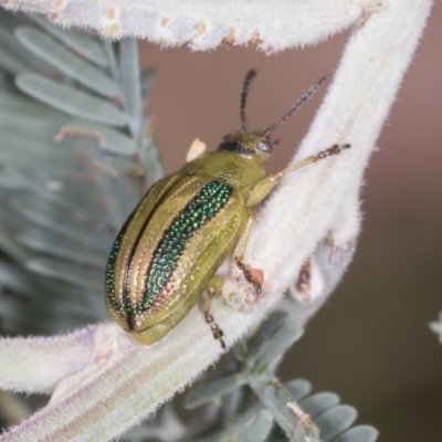 Calomela vittata (Acacia leaf beetle) at Bango, NSW - 2 Feb 2022 by AlisonMilton