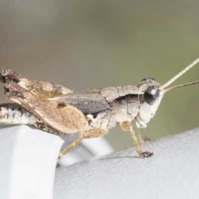 Phaulacridium vittatum (Wingless Grasshopper) at Bango, NSW - 3 Feb 2022 by AlisonMilton