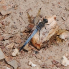 Orthetrum caledonicum (Blue Skimmer) at Rugosa - 6 Feb 2022 by SenexRugosus