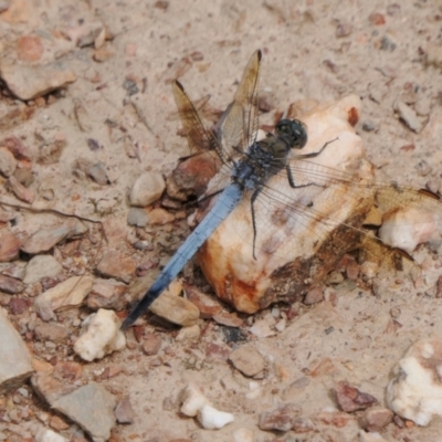 Orthetrum caledonicum (Blue Skimmer) at Yass River, NSW - 6 Feb 2022 by SenexRugosus