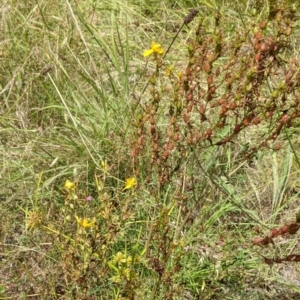 Hypericum perforatum at Molonglo Valley, ACT - 6 Feb 2022 12:25 PM