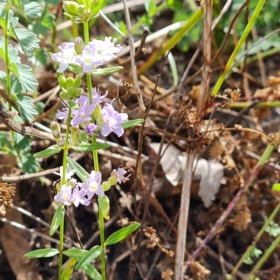 Mentha diemenica (Wild Mint, Slender Mint) at O'Malley, ACT - 6 Feb 2022 by Mike
