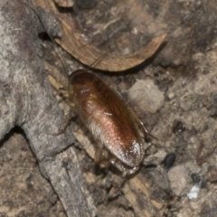 Johnrehnia contraria (Cockroach) at Bango, NSW - 3 Feb 2022 by AlisonMilton