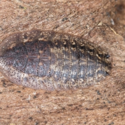 Laxta sp. (genus) (Bark cockroach) at Bango, NSW - 3 Feb 2022 by AlisonMilton