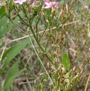 Centaurium erythraea at Molonglo Valley, ACT - 6 Feb 2022