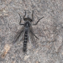 Cerdistus sp. (genus) (Yellow Slender Robber Fly) at Bango, NSW - 3 Feb 2022 by AlisonMilton