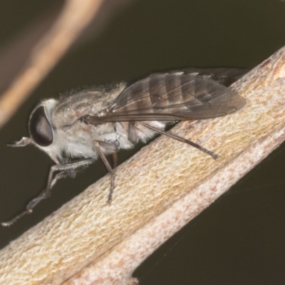 Tabanidae (family) (Unidentified march or horse fly) at Bango, NSW - 3 Feb 2022 by AlisonMilton