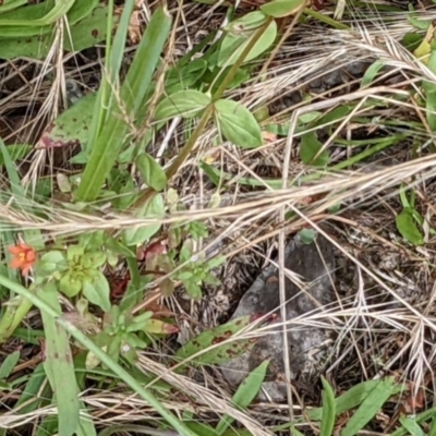 Lysimachia arvensis (Scarlet Pimpernel) at Molonglo Valley, ACT - 6 Feb 2022 by abread111