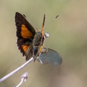 Paralucia aurifera at Rendezvous Creek, ACT - 23 Jan 2022