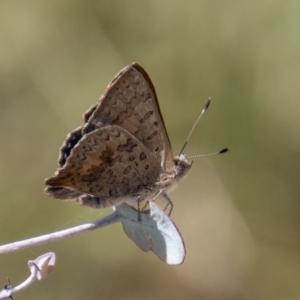 Paralucia aurifera at Rendezvous Creek, ACT - 23 Jan 2022